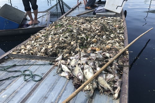 安徽五河沱湖魚(yú)蟹死亡事件 水污染之痛與治理之路